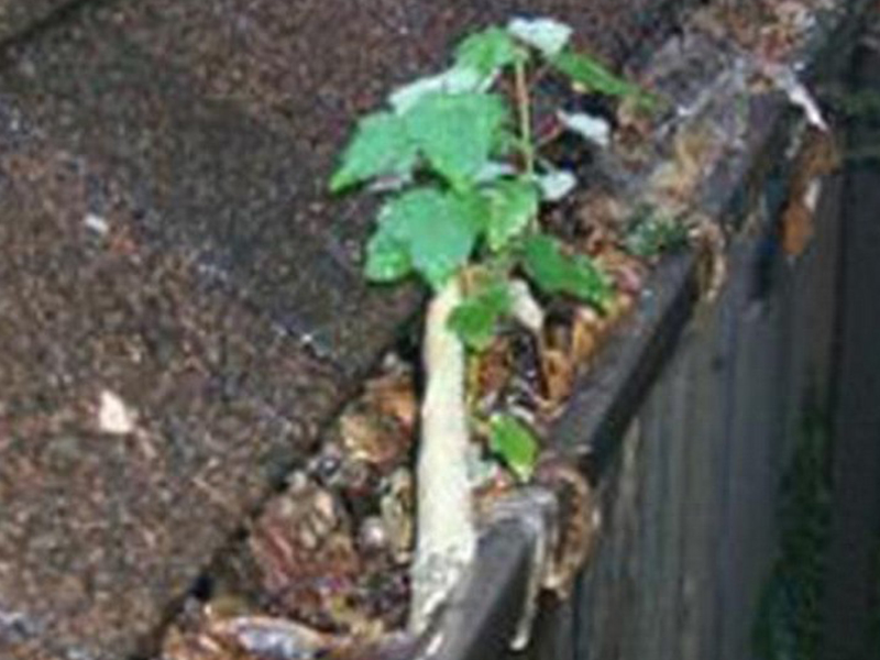Gutter-Cleaners-Algona-WA